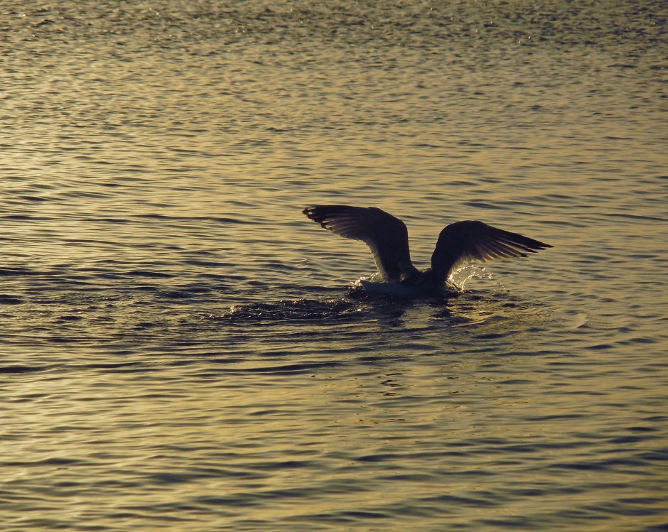 Водоплавающие птицы Балтийского моря