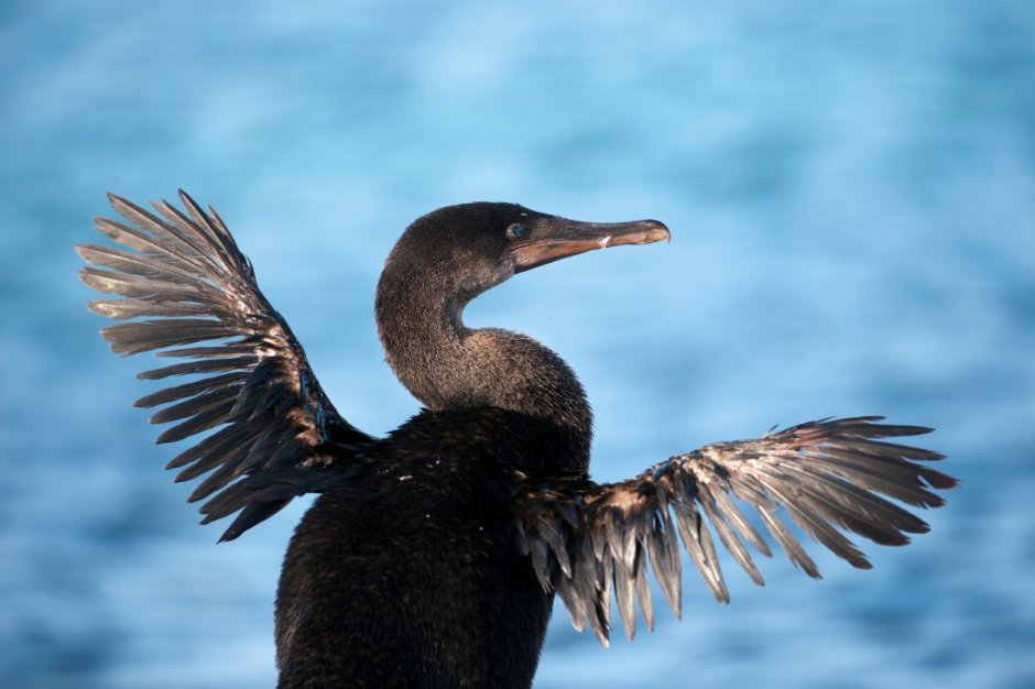 Водоплавающие птицы черного моря