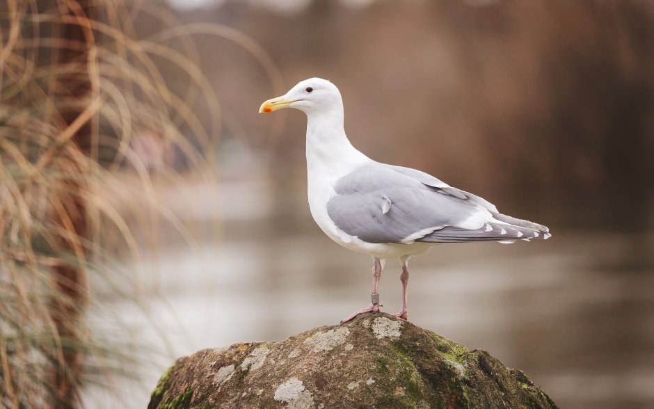 Черные Кормораны