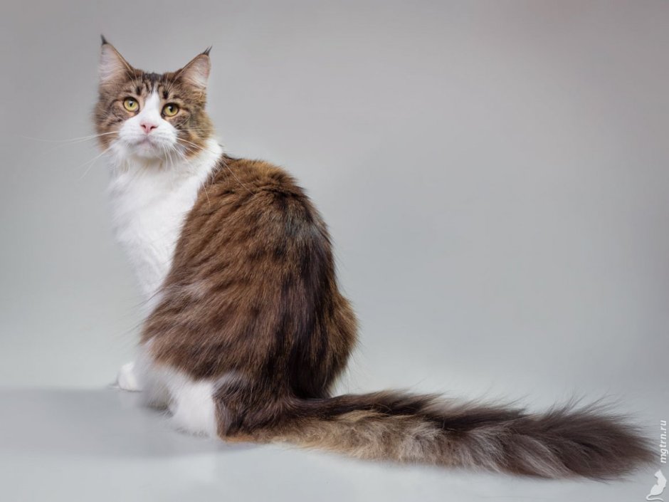 Абикуны кошки