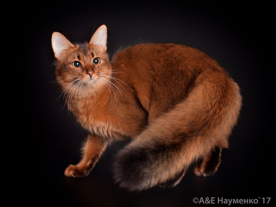 Сомалийская кошка соррель