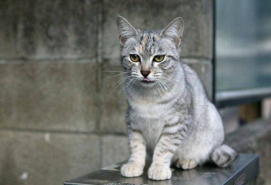 Милые котики Эстетика