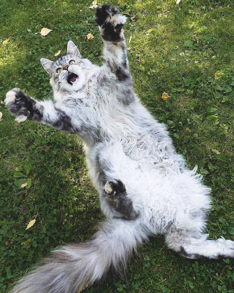 Кот Альберт Манчкин