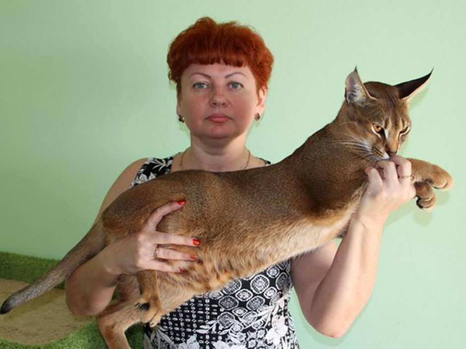 Мейн кун смешной