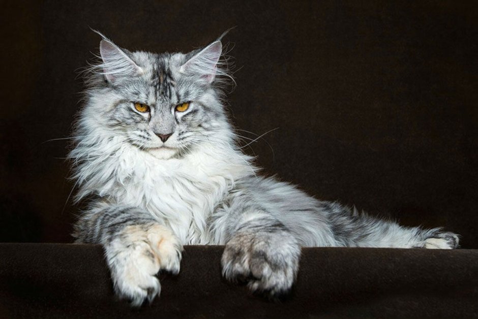 Коты Питера
