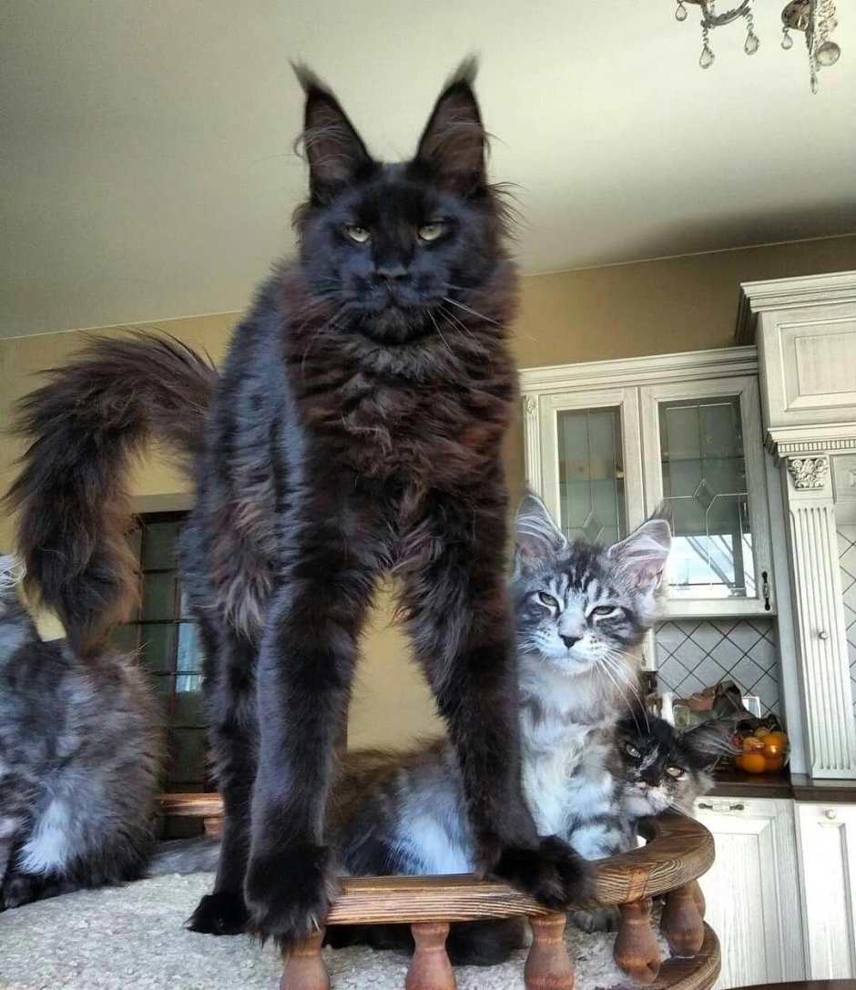 Коты с большими ушами