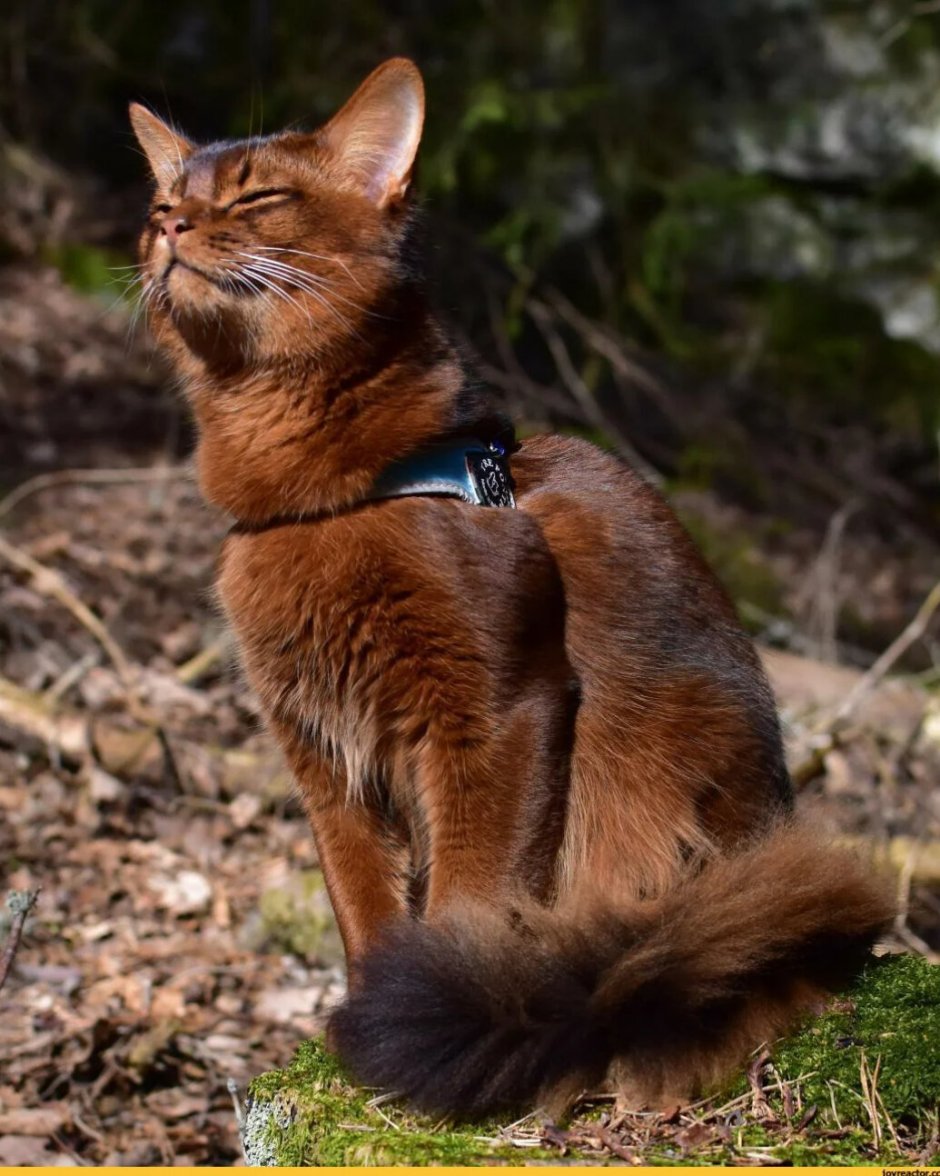 Кот Мейн кун