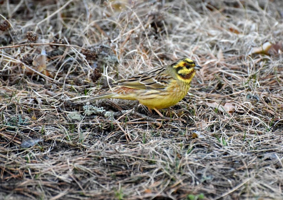 Обыкновенная овсянка Emberiza citrinella