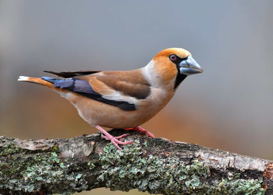 Фото птицы coccothraustes Branch