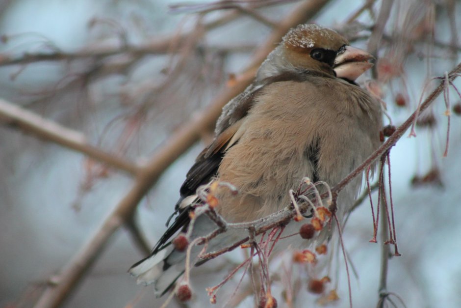 Дубонос coccothraustes coccothraustes