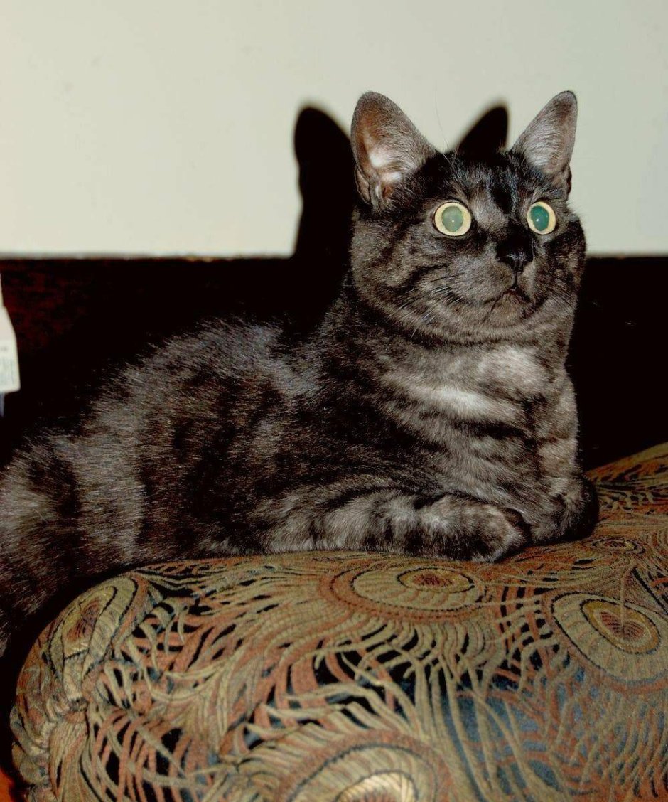 Британская кошка котенок