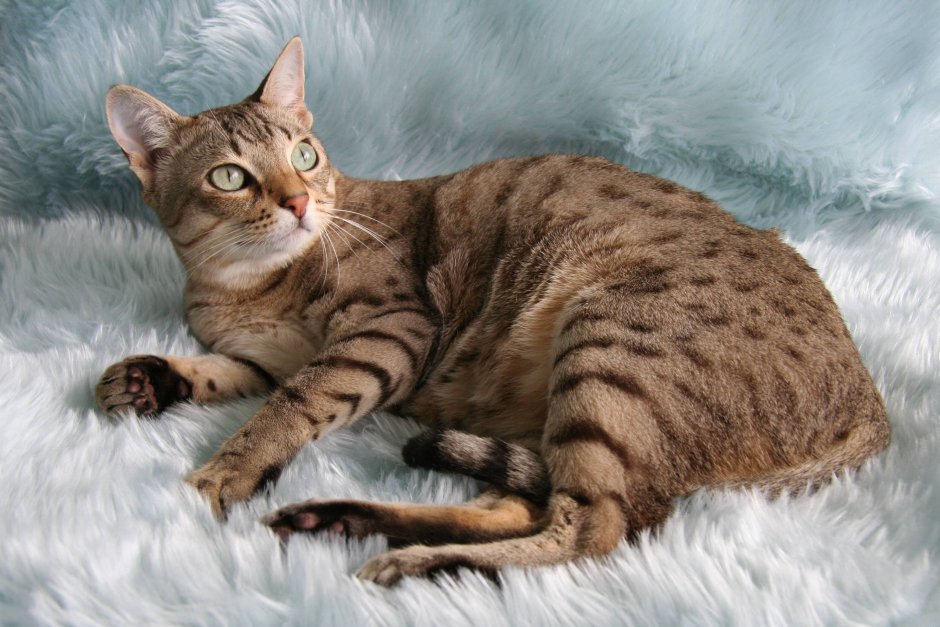 Британская вислоухая кошка