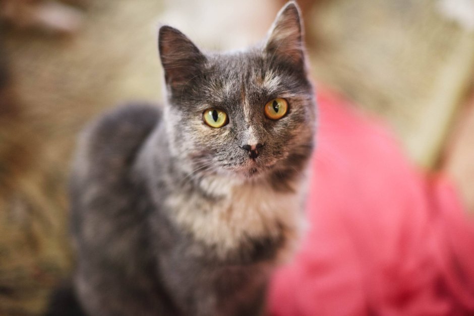 Сибирский голубая кошка короткошерстная