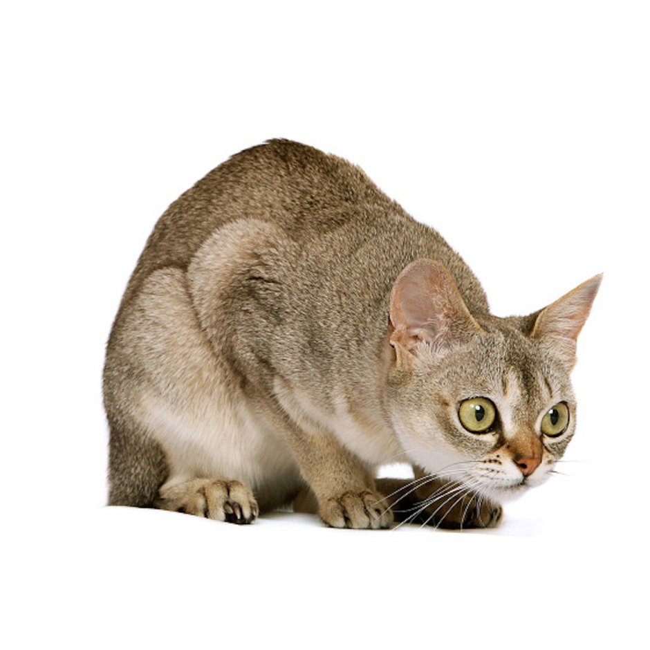 Азиатская дымчатая кошка
