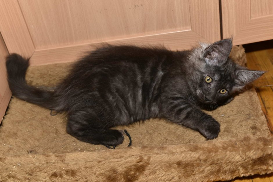 Живые кошки