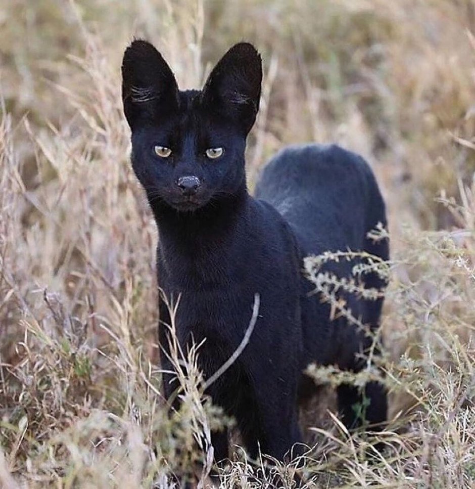 Черно серая кошка