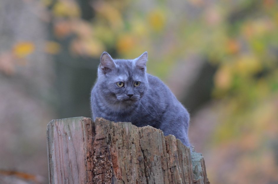 Британская дымчатая кошка