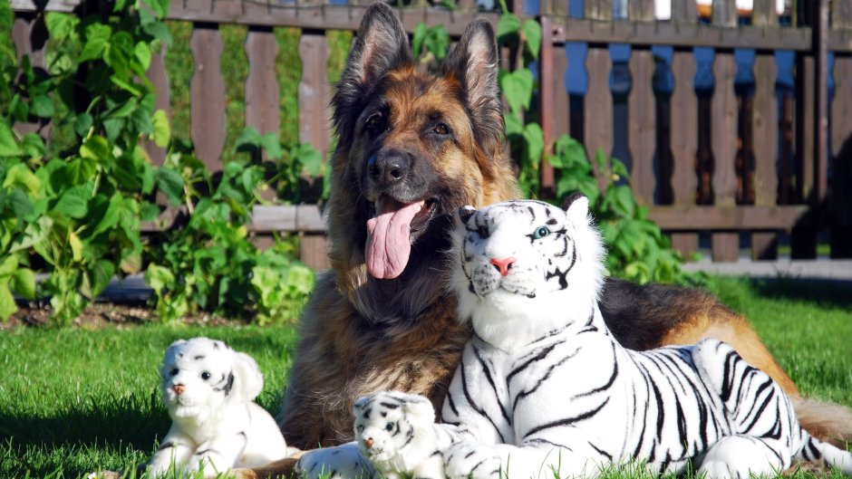 German Shepherd немецкая овчарка