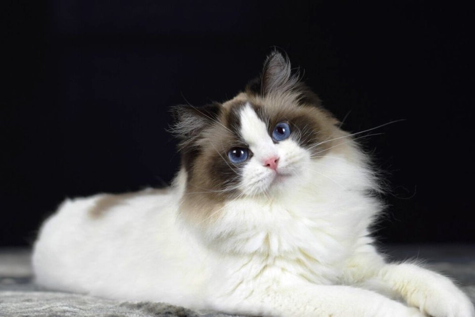 Котята породы Рэгдолл