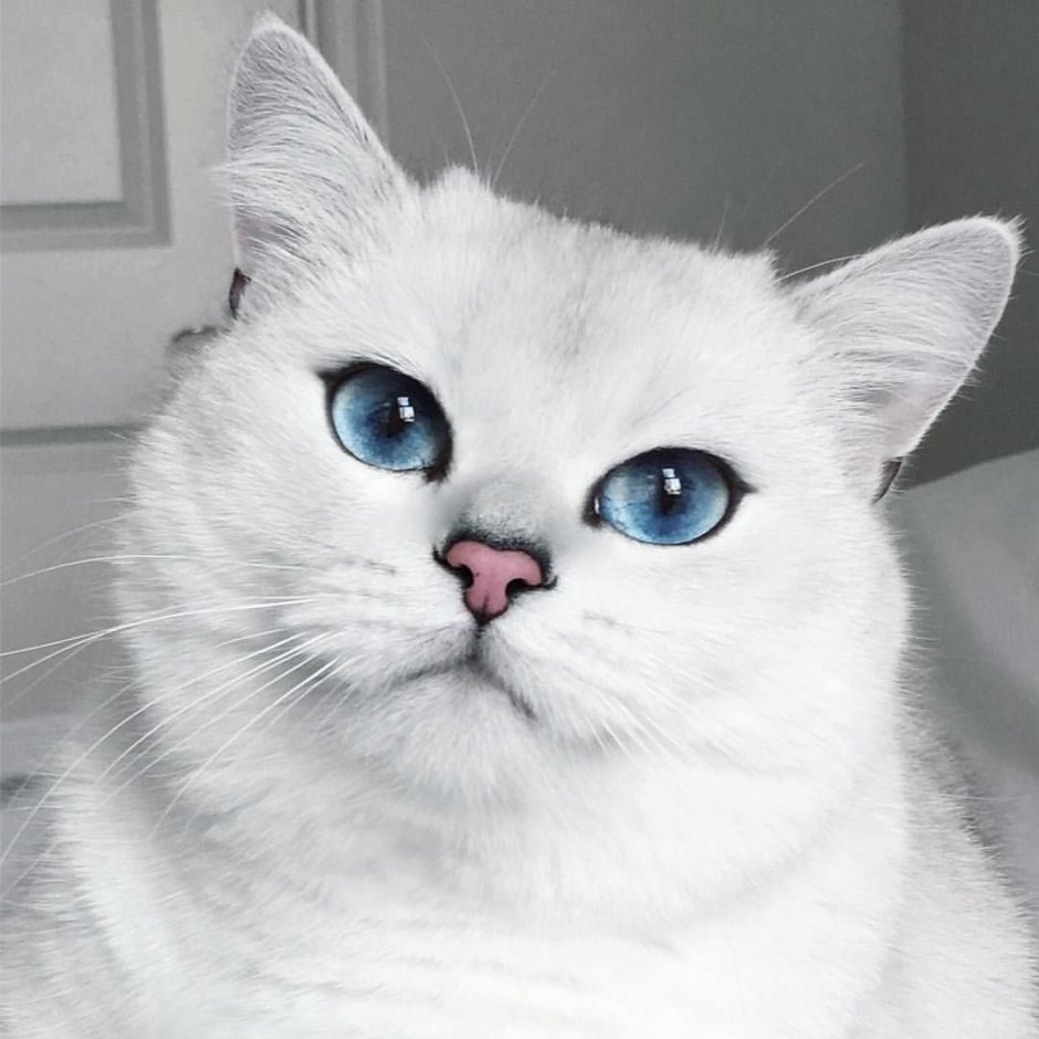 Няшный кот