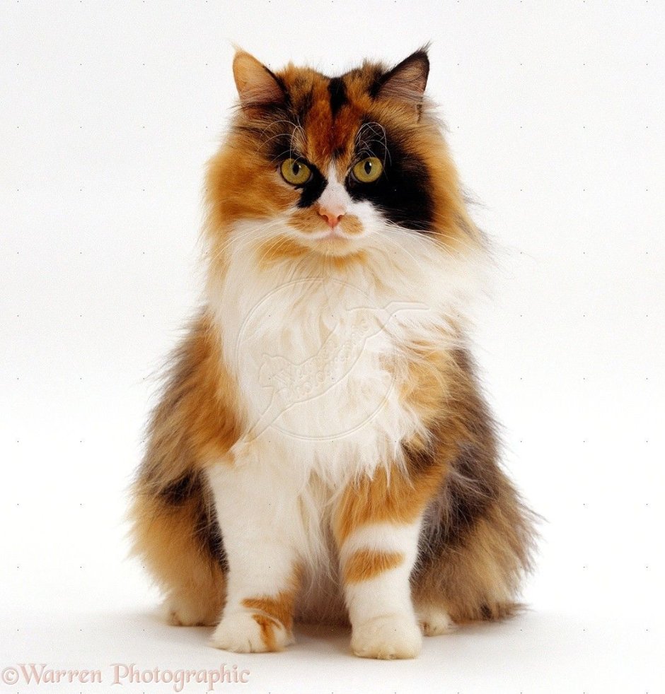 Tortoiseshell Cat порода