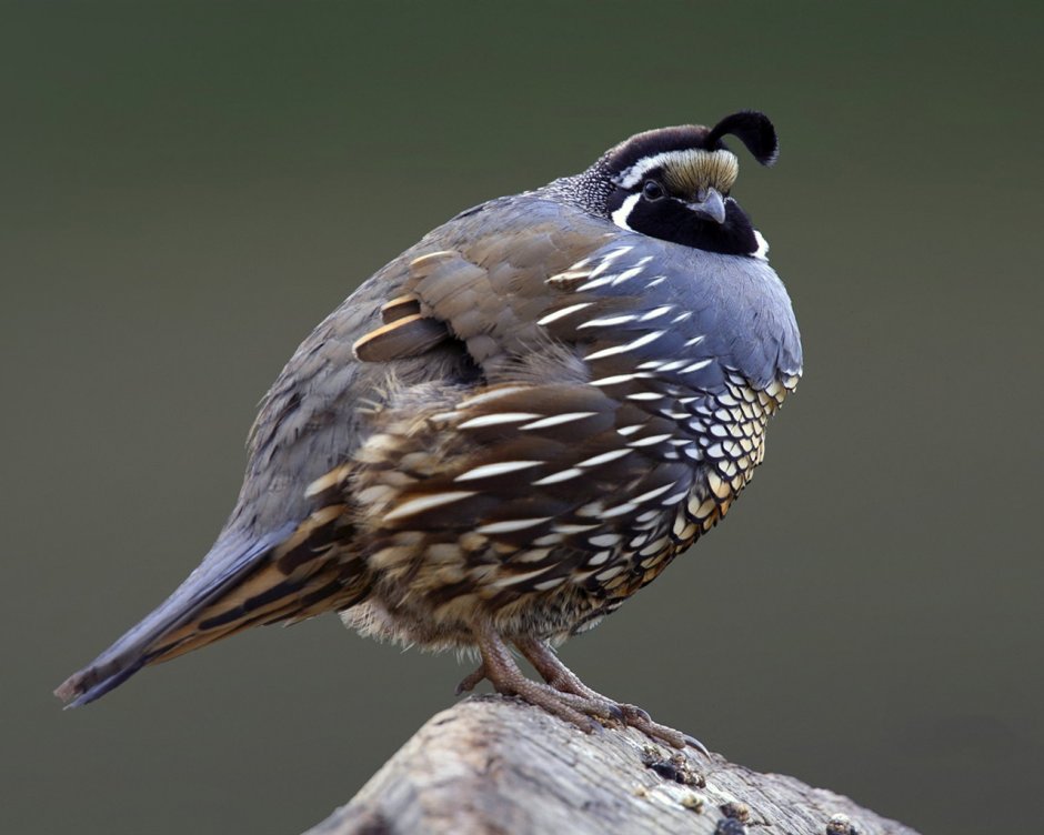 Перепел обыкновенный Coturnix Coturnix