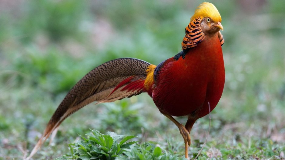 Китайский Соловей Leiothrix lutea