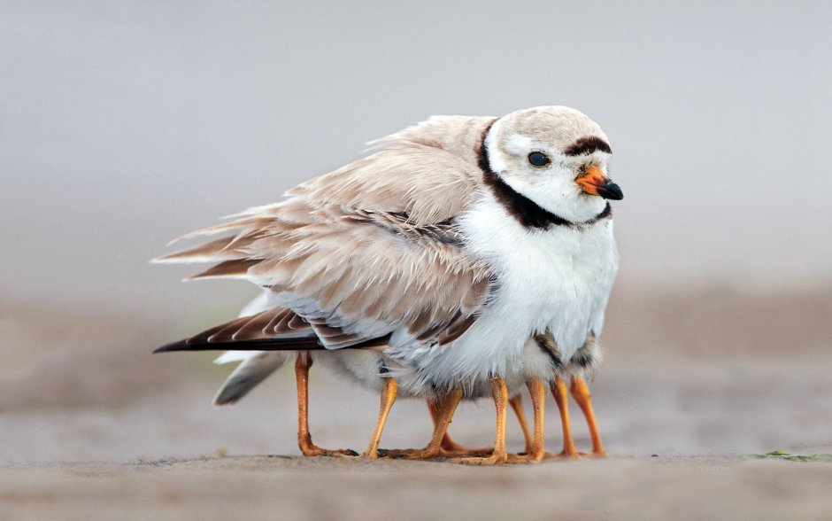 Беркут и Коршун