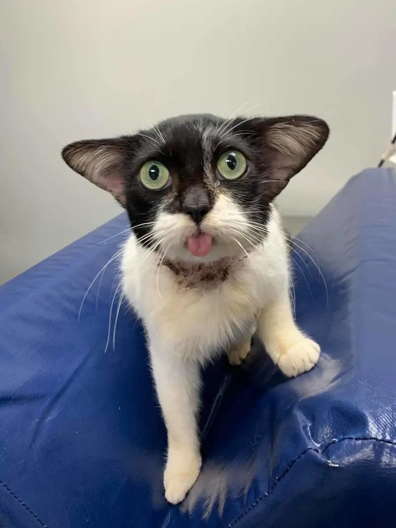 Странный кот