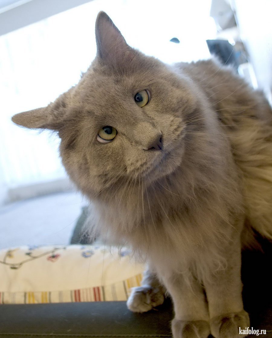 Узкоглазые кошки