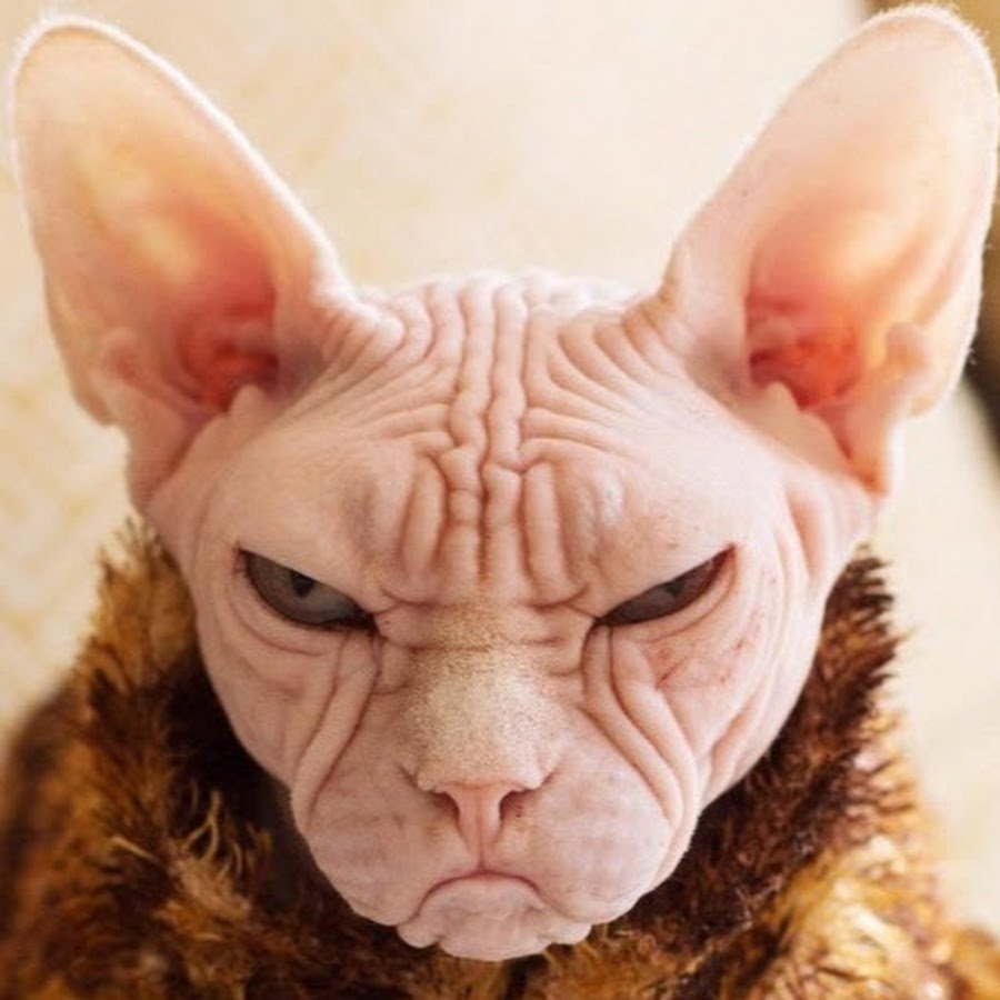 Страшные породы кошек