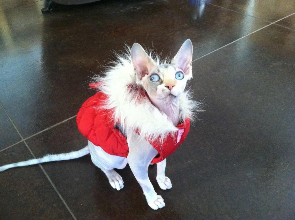 Самый тупой кот