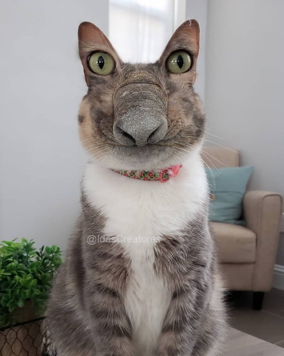 Смешные морды котов