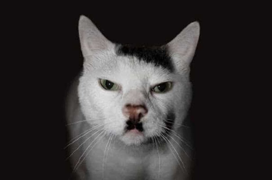 Кот Адольф Гитлер
