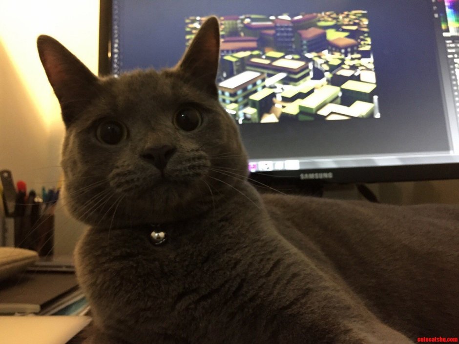 Кот с маленьким лицом