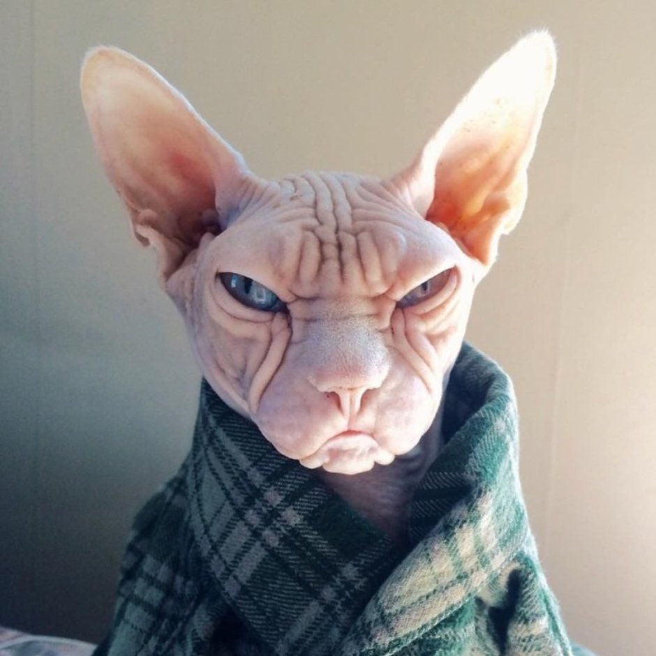 Канадский сфинкс