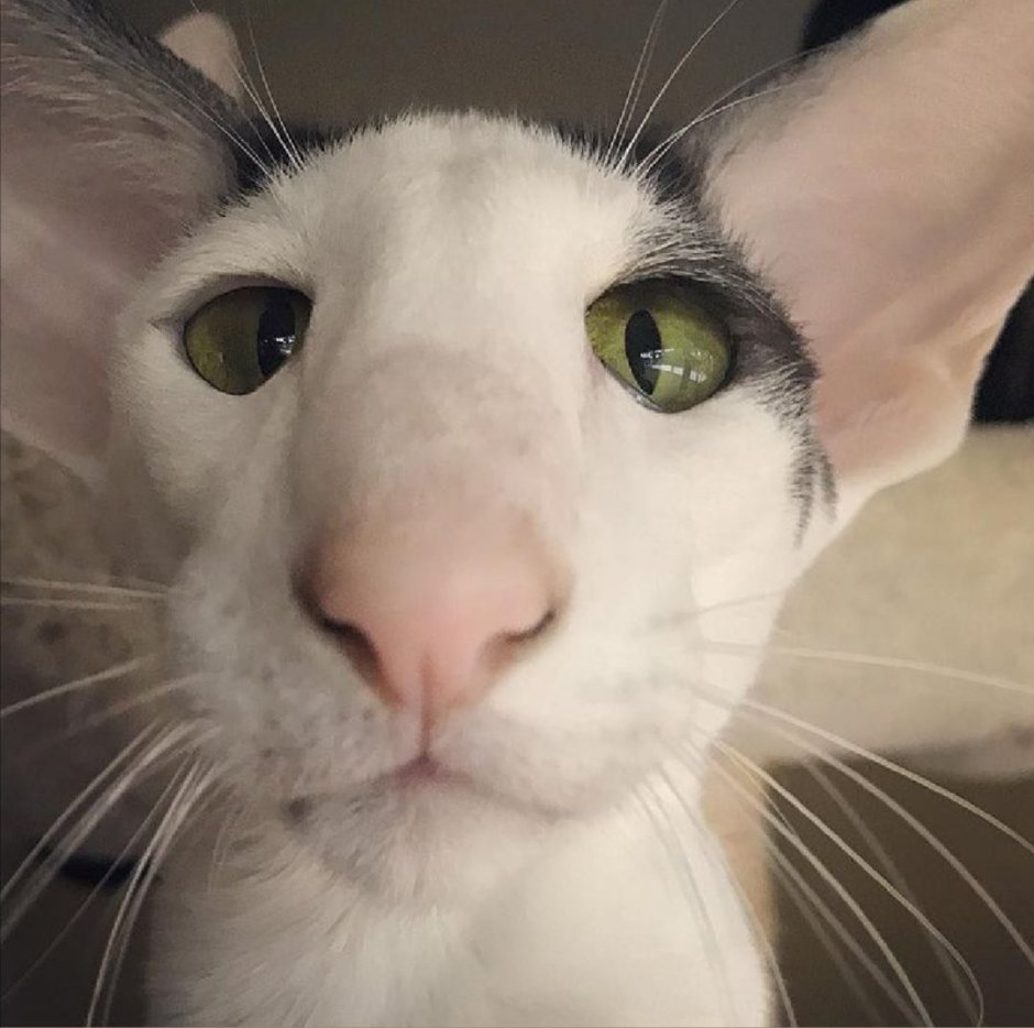 Порода Ориентал Добби