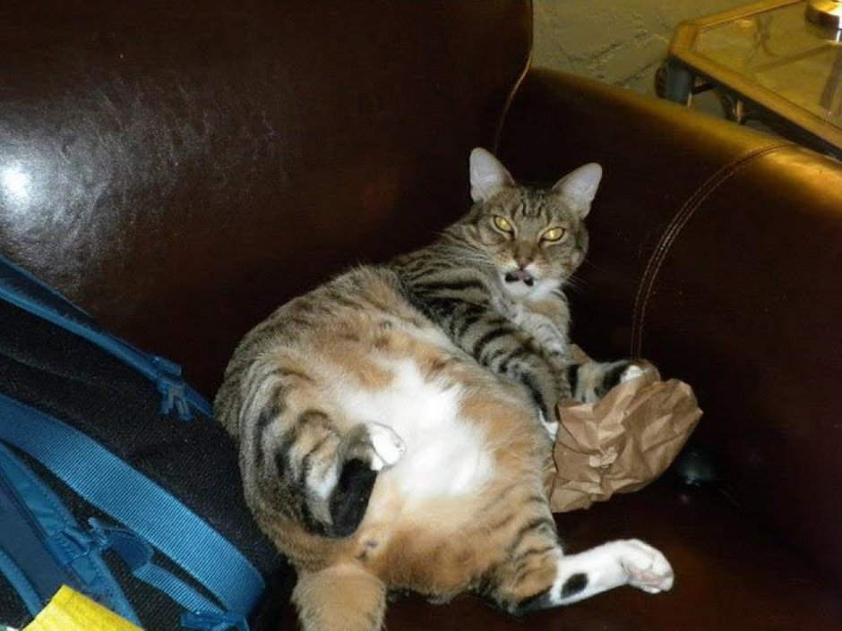 Самый тупой кот