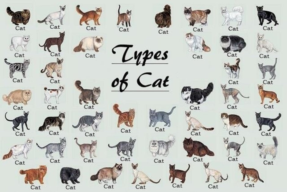 Породы кошек таблица