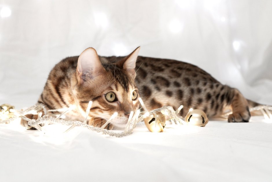 Бенгальская кошка (бенгал)