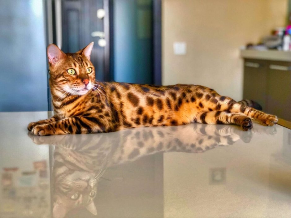Бенгальская кошка