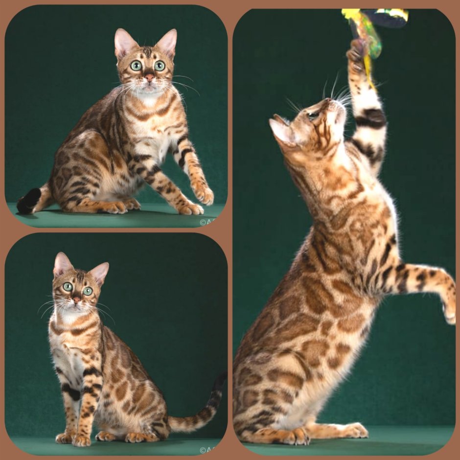 Бенгальская кошка