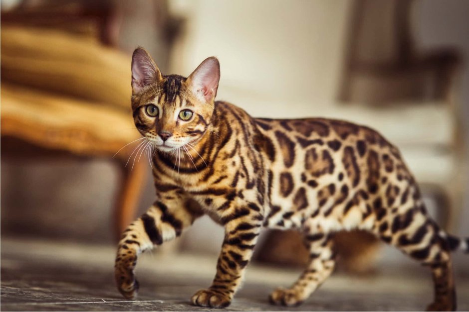 Бенгальский кот черепаховый