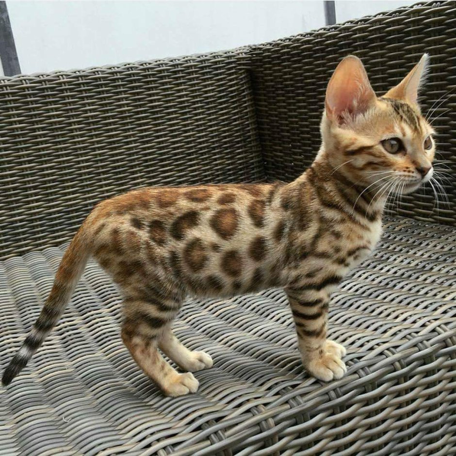 Блю тебби Бенгальская кошка