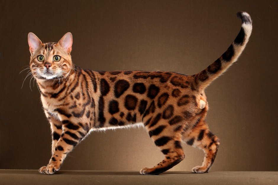 Бенгальский кот голубоглазый