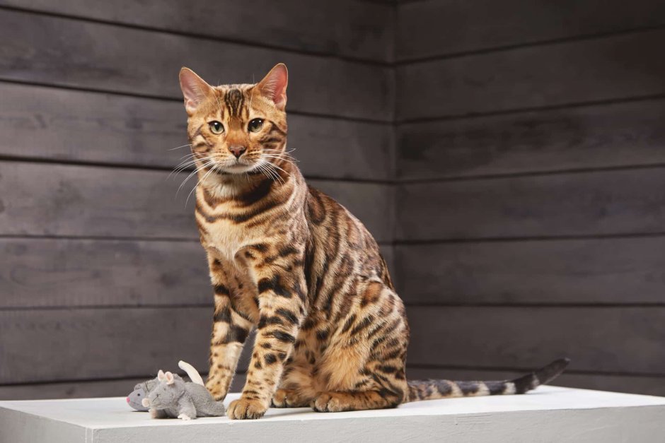 Бенгальский кот большой