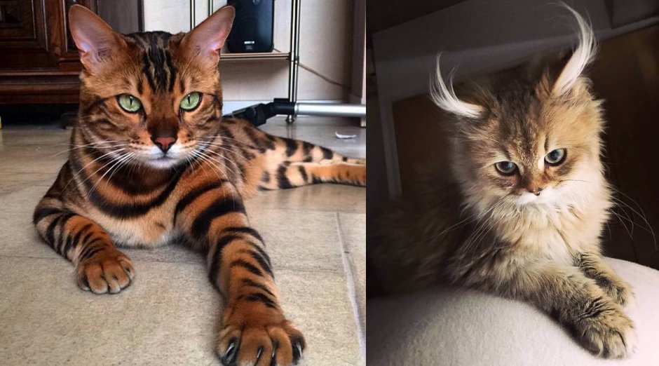 Бенгальская кошка котенок