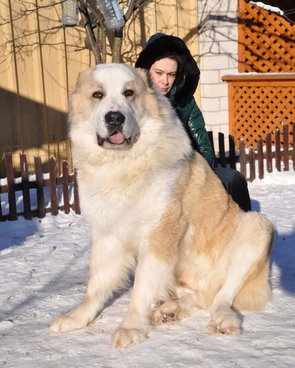 Гампр и алабай