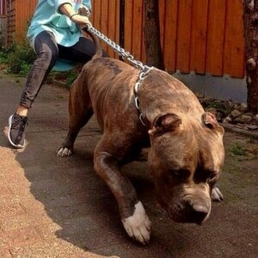 Стаффордширский бультерьер серый