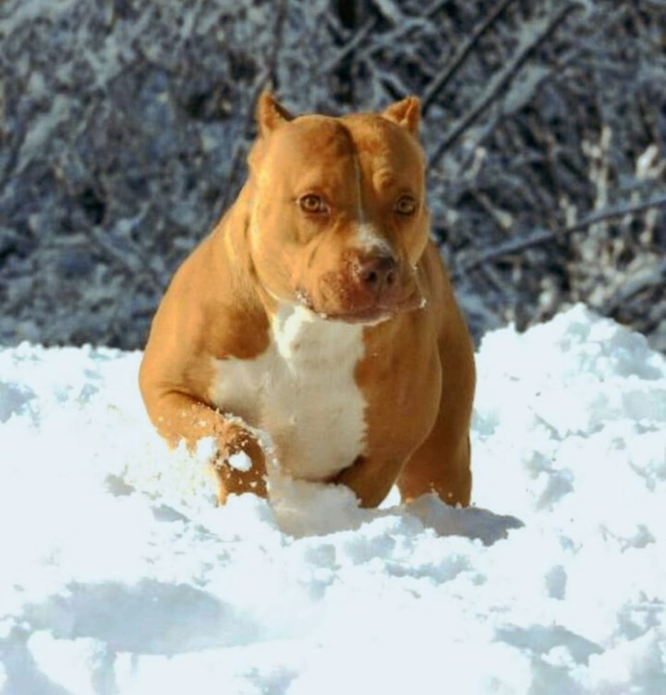 Бойцовские породы собак стаффордширский терьер